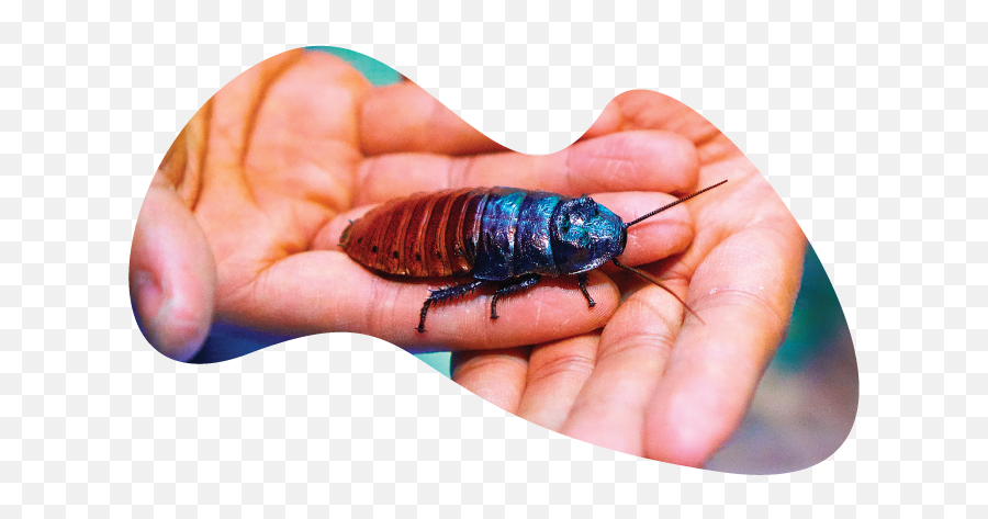 Download Madg - Roach Madagascar Hissing Cockroach Full Madagascar Hissing Cockroach Png,Cockroach Png