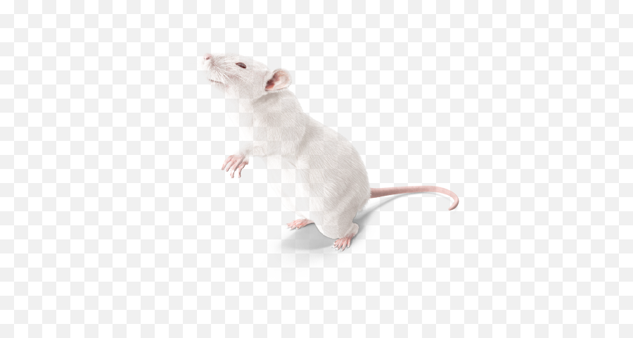 Laboratory Rat Png U0026 Free Ratpng Transparent - Laboratory Rats Png,Rat Transparent Background