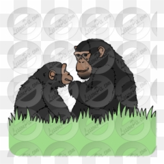 Apes Picture For Classroom Therapy Use - Great Apes Clipart Old World Monkeys Png,Chimpanzee Png