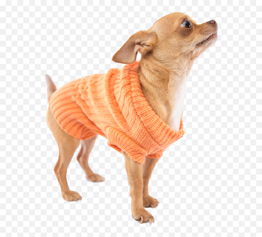 Download Chihuahua Breed Dog Companion Snout Others Clothes - Dog Clothes Png,Chihuahua Png