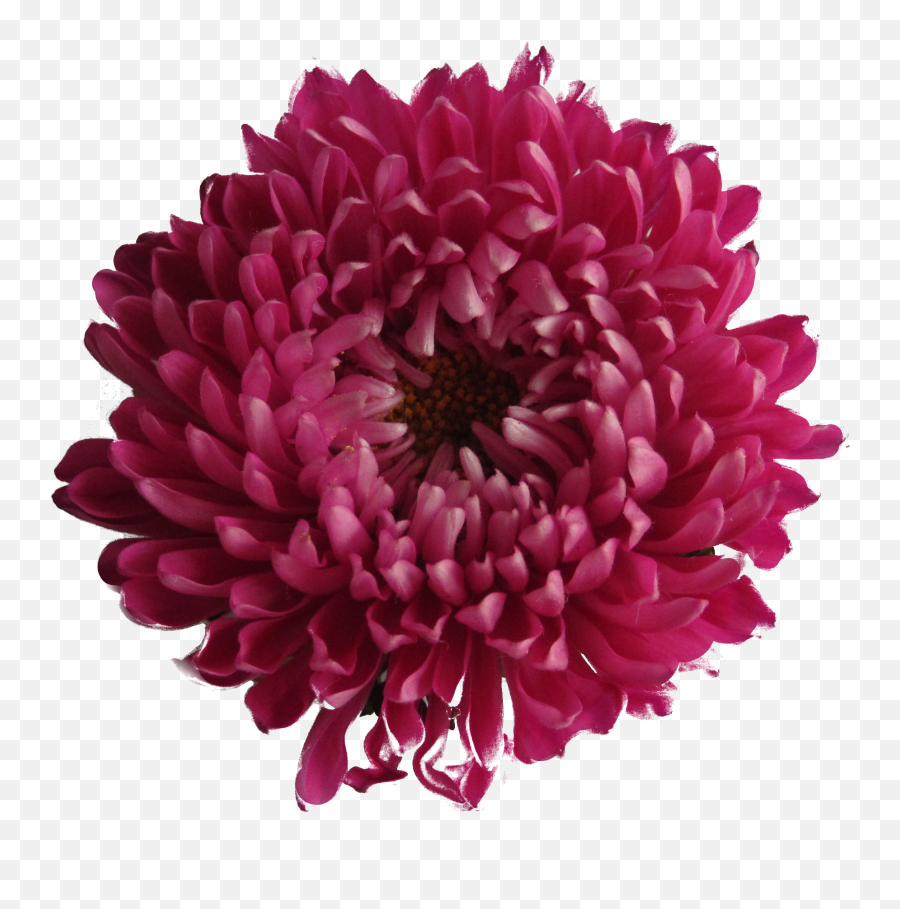 Download Flower Free Png Transparent Image And Clipart - Chrysanthemum Flower Pink Transparent Background,Purple Flowers Png