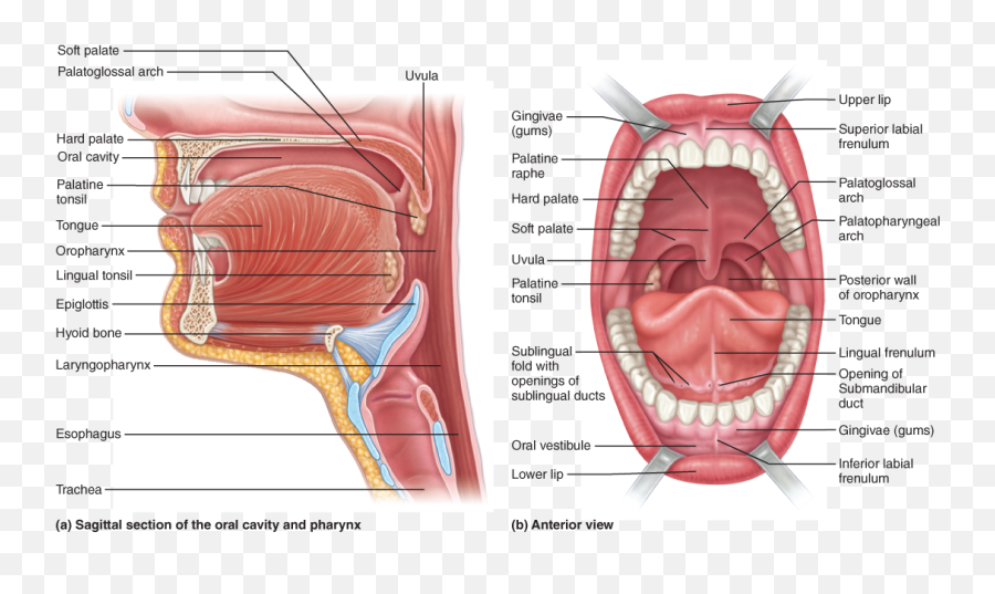 Anatomy Of The Alimentary Canal Human And - Oral Cavity Anterior View Png,Digestive System Png