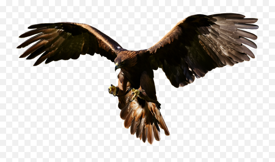 Adler Raptor Bird Of Prey - Bird Of Prey Png,Prey Png
