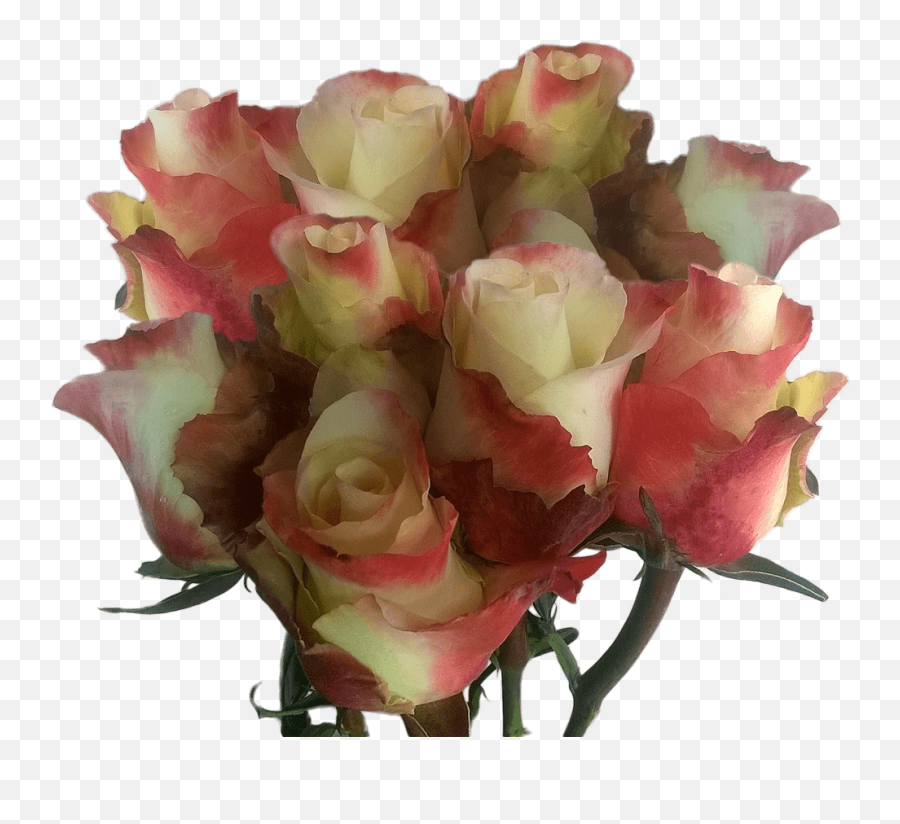 50 Real Yellow Pink Roses Cheap Huge Rose Bouquet To Order Online - Floribunda Png,Real Rose Png