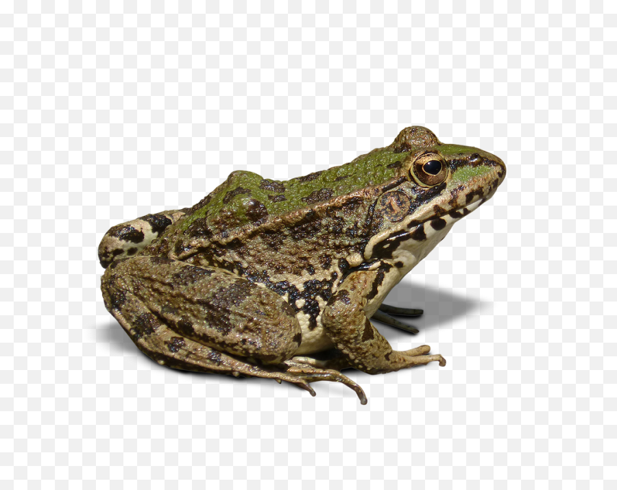 Free Frog Background Images - Difference Between Frog And Toad Png,Transparent Frog