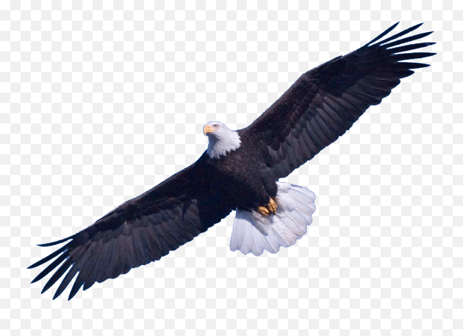 Eagle Png 25 Image Download Vector - Bald Eagle Png,Spread Eagle Icon