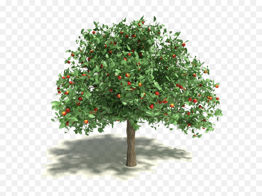 Info - Transparent Apple Tree Png,Fruit Tree Icon