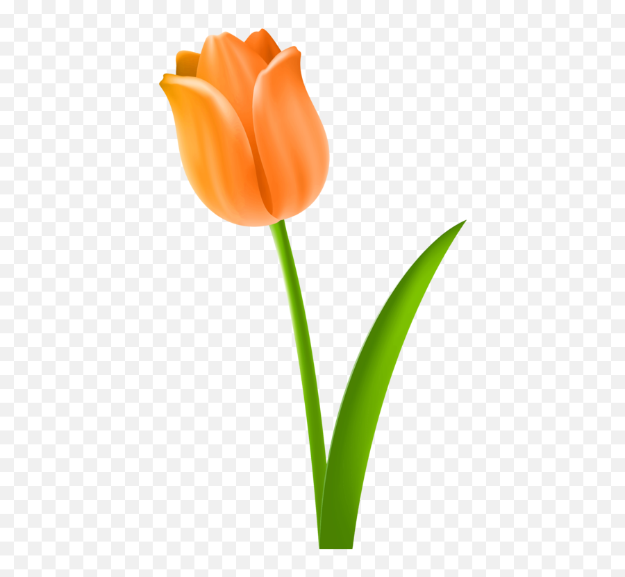 Tulip Cut Flowers Plant Stem Drawing Cc0 - Orange Tulip Png,Flower Stem Png