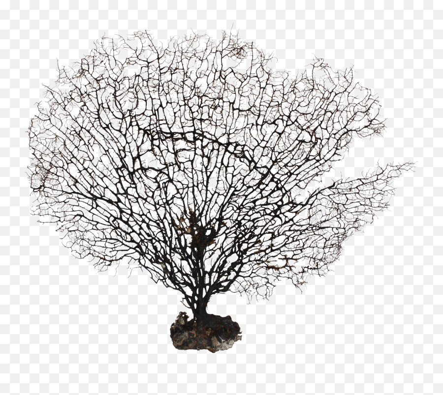 Download Large Natural Sea Fan Coral - Sea Fan Coral Png Png Tree In Winter Drawing,Coral Png