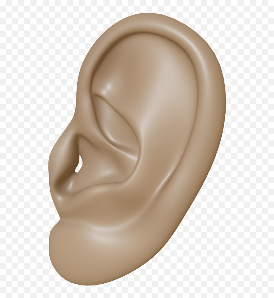 Download - Brown Ears Transparent Png,Ear Png