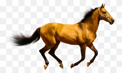 Animals Clipart Png Cartoon - Horse Knees,Animal Clipart Png