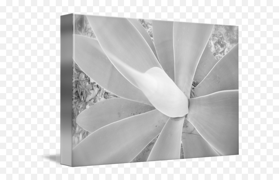 Natures Ray Gun By Ryan Alan Petti - Monochrome Png,Ray Gun Png