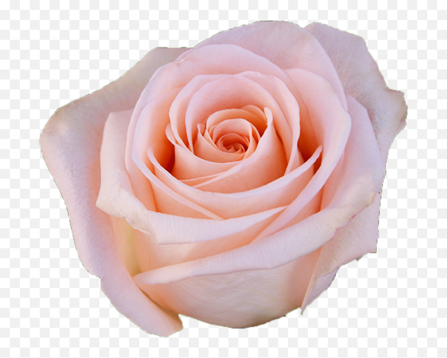 Tiffany - Light Pink Rose Light Pink Rose Png,Rose Transparent