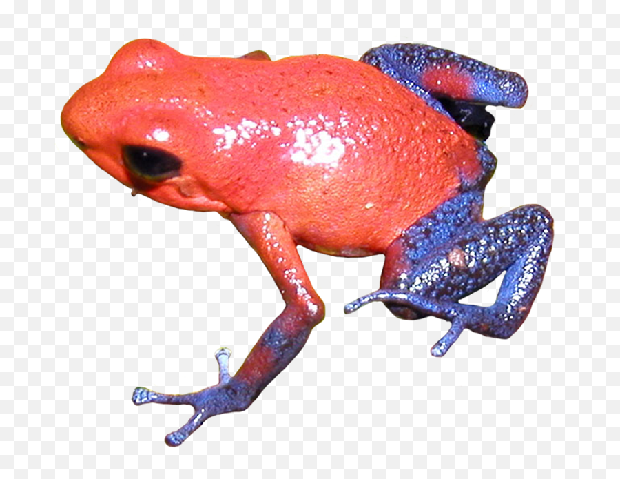 Download Poison Dart Frog Clipart Transparent Background - Frogs On Transparent Background Png,Frog Transparent Background