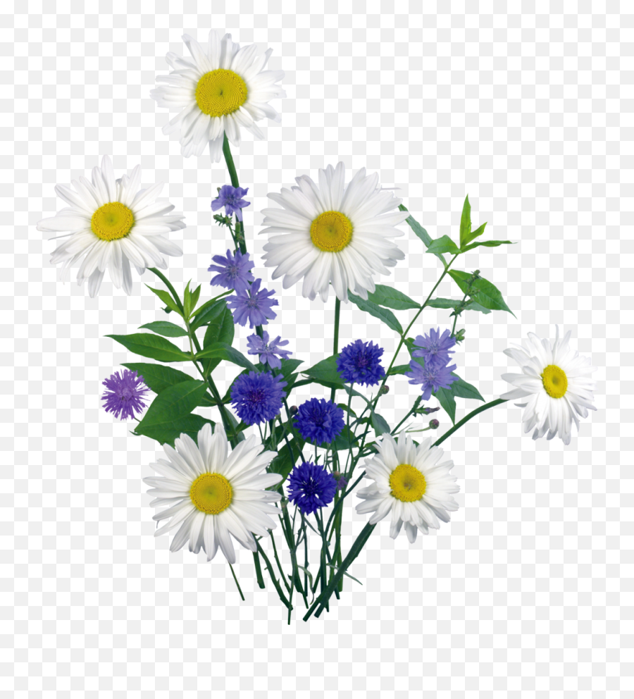 Clip Art - Daisies Png Download 10201080 Free Png,Chamomile Png