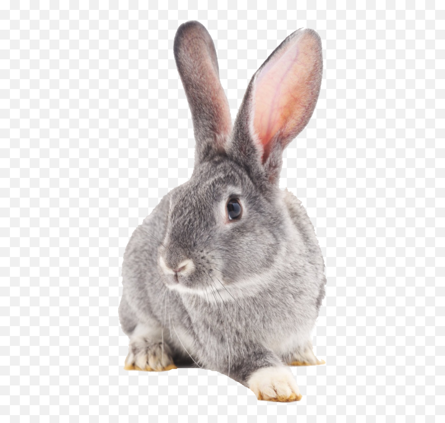 Rabbit Png Transparent Image - Domestic Rabbit,Rabbit Transparent