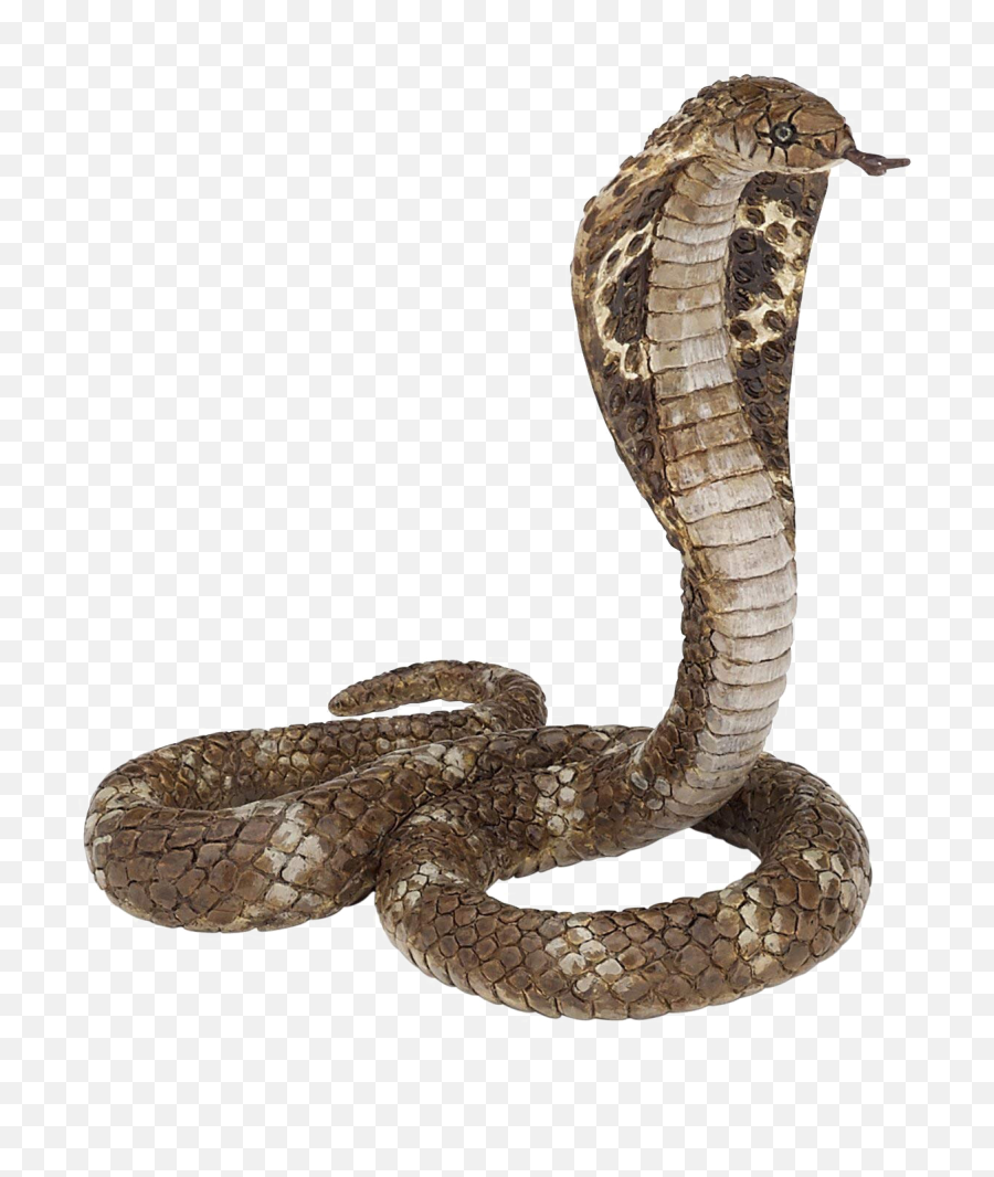 Snake Png Images Transparent Background - King Cobra Png,Snake Transparent Background