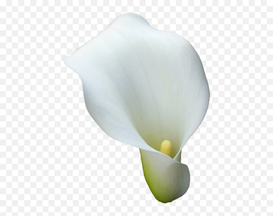 Calla Lilies Png Transparent Images Free Download - Transparent Bg Calla Lilies,Lily Transparent Background