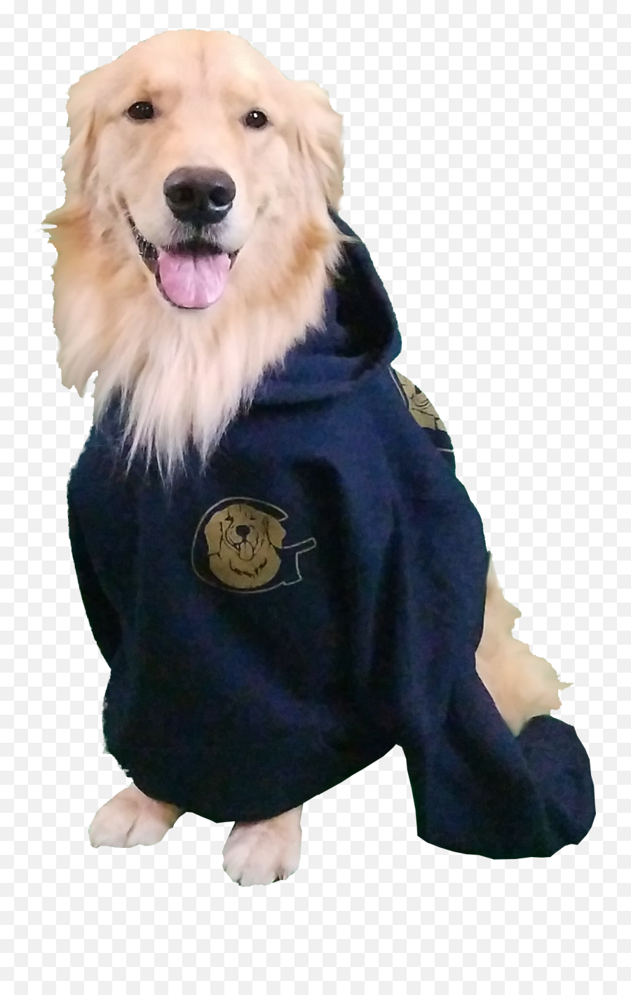 Download Hd Golden Retriever Sweatshirt - Golden Retriever Png,Golden Retriever Transparent Background