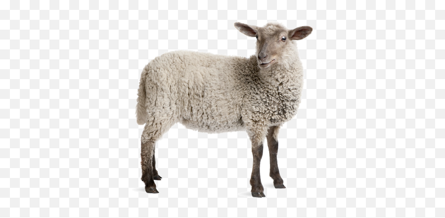 Sheep White Transparent Background - Google Search Lamb Sheep With No Background Png,Goat Transparent Background