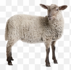 Sheep White Transparent Background - Google Search Lamb Sheep With No Background png