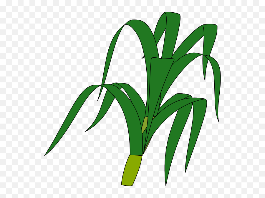 Corn Stalk Png Transparent Images - Stalk Clipart,Corn Stalk Png