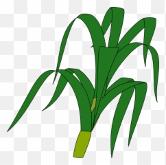 Corn Stalk Png Transparent Images - Stalk Clipart,Corn Stalk Png