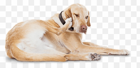 Why Is My Dog So Itchy - Dog Scratching Png,Dog Ears Png
