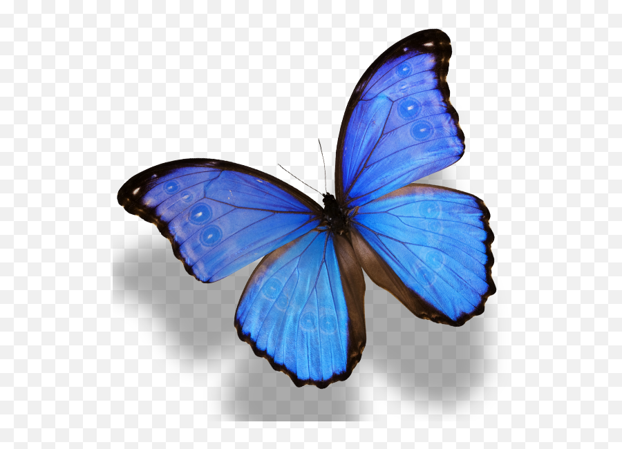 Download Butterfly Monarch Amathonte Menelaus Morpho Png - Blue Butterfly Png,Monarch Png