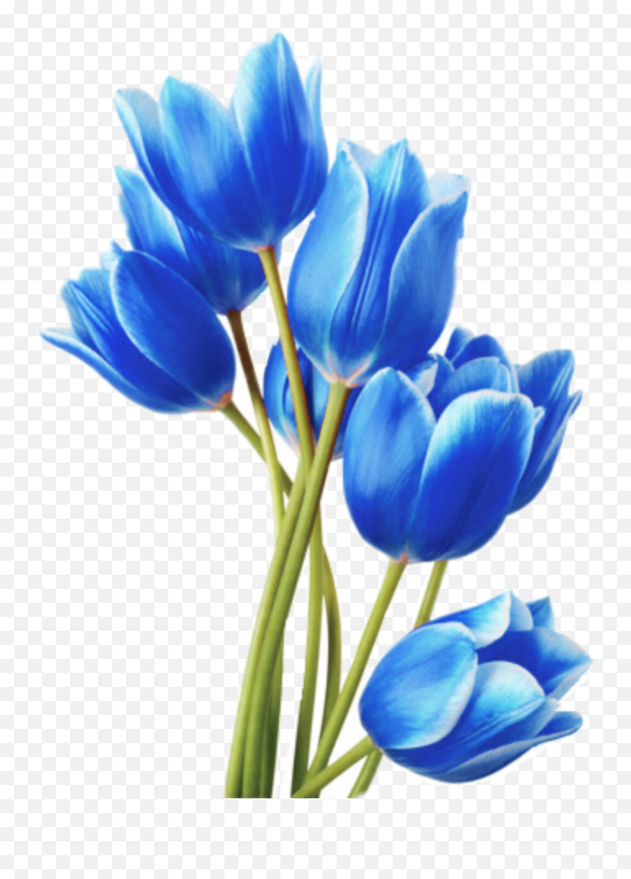 Blue Tulips Sticker By Kristal Brown - Hicks Png,Tulips Png