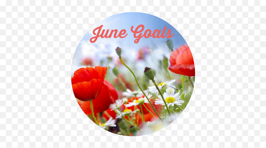 Download Hd Goals For June - Designart U0027lovely Red Poppies Summer Flowers Png,Sky Background Png