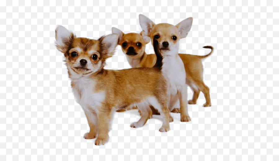 Chihuahua Puppies - Health Inspection Checklist Chihuahua Png,Chihuahua Png
