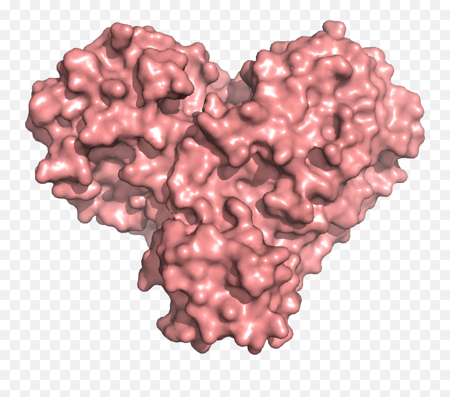 X - Rays Size Up Protein Structure At The U0027heartu0027 Of Covid19 Heart Shaped Protein Png,Heart Shape Transparent