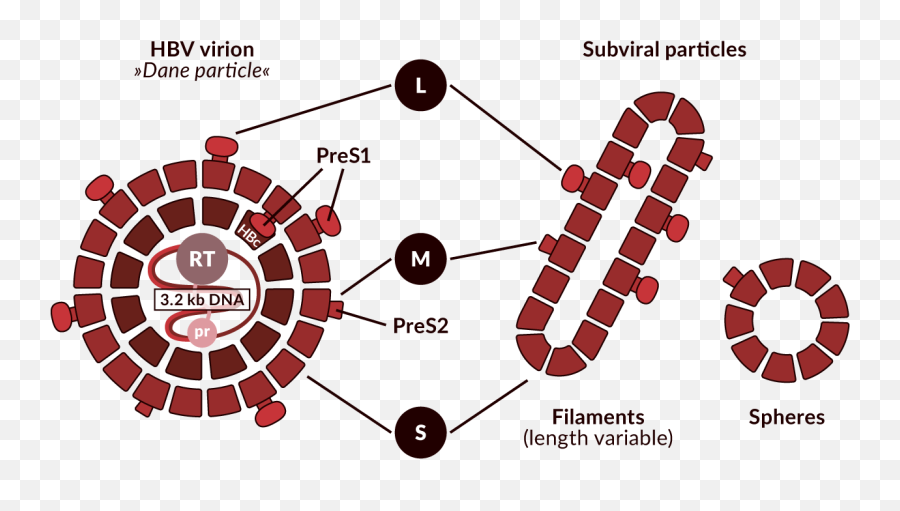 Download Schematic Representation Of The Hbv Virion And Non - Dot Png,Red Particles Png