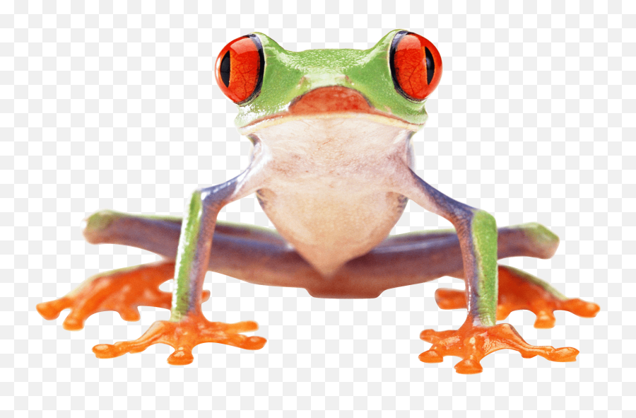 Download 17 - Red Eyed Tree Frog Png,Transparent Frog