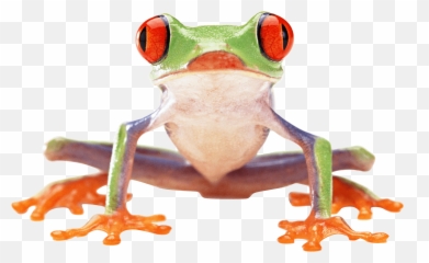 Download 17 - Red Eyed Tree Frog Png