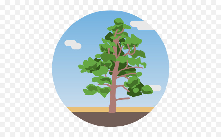 La Palma Canary Islands Tree Pine Nature Landscape - Landscape Icon Nature Png,Landscaping Icon