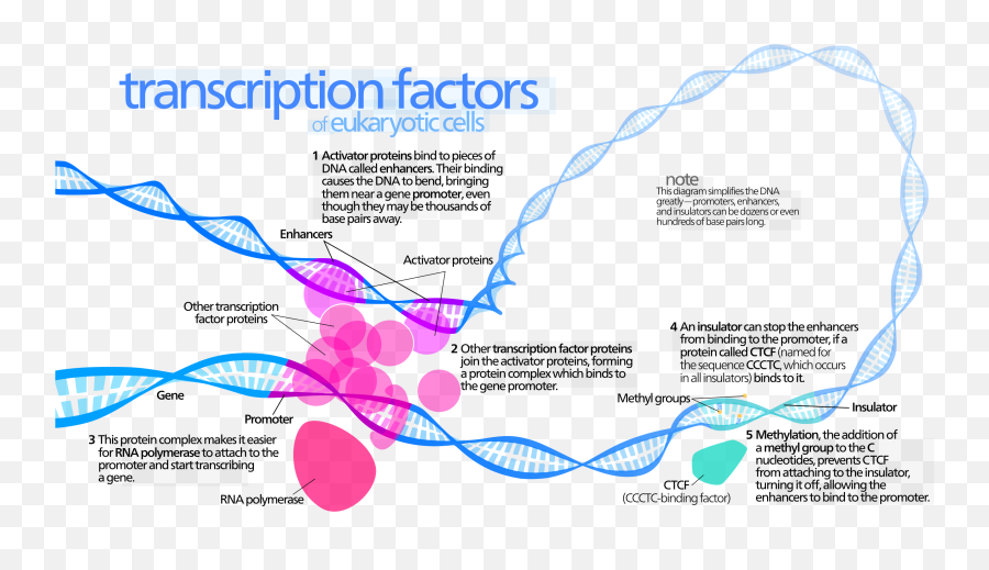 Filetranscription Factorssvg - Wikimedia Commons Do Transcription Factors Do Png,Transcribe Icon