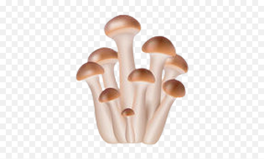 Ethan Hurwitz - Realistic Mushroom Clipart Png,Ucsd Icon