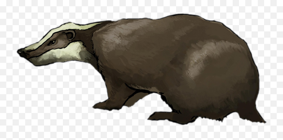 Badger Transparent U0026 Png Clipart Free Download - Ywd European Badger,Badger Png