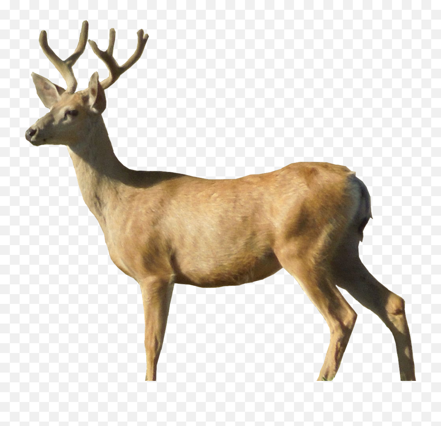 Free Deer Head Png Download Clip Art - Free Deer Transparent Background,Deer Head Png