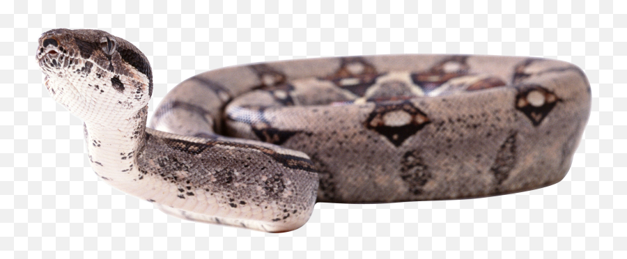 Python Snake Transparent Background - Boa Constrictor Transparent Png,Snake Transparent Background