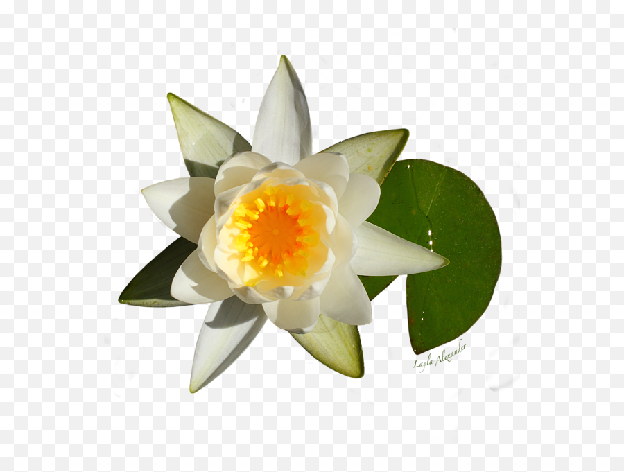 White Water Lily Transparent Carry - All Pouch Sacred Lotus Png,Lily Transparent Background