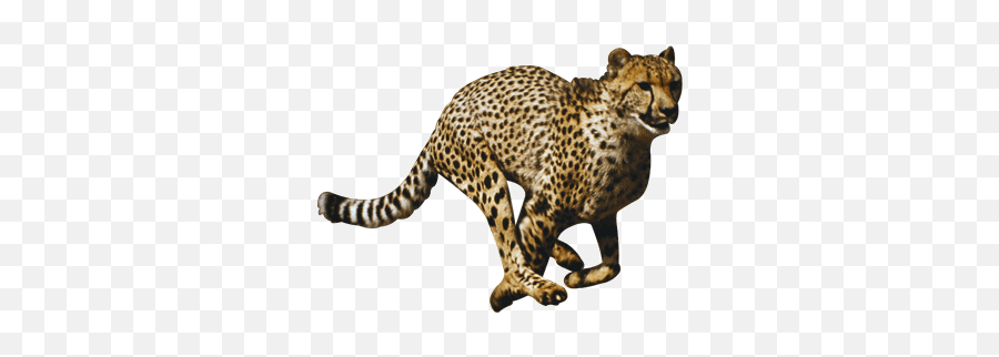 Cheetah Png File - Cheetah Png,Cheetah Png