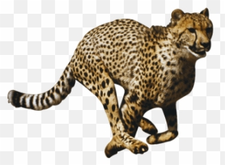 Cheetah Png File - Cheetah Png,Cheetah Png