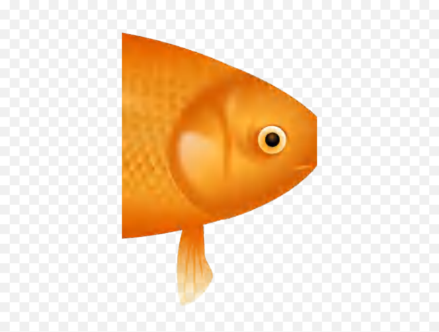 Flif - Goldfish Png,Interlaced Png