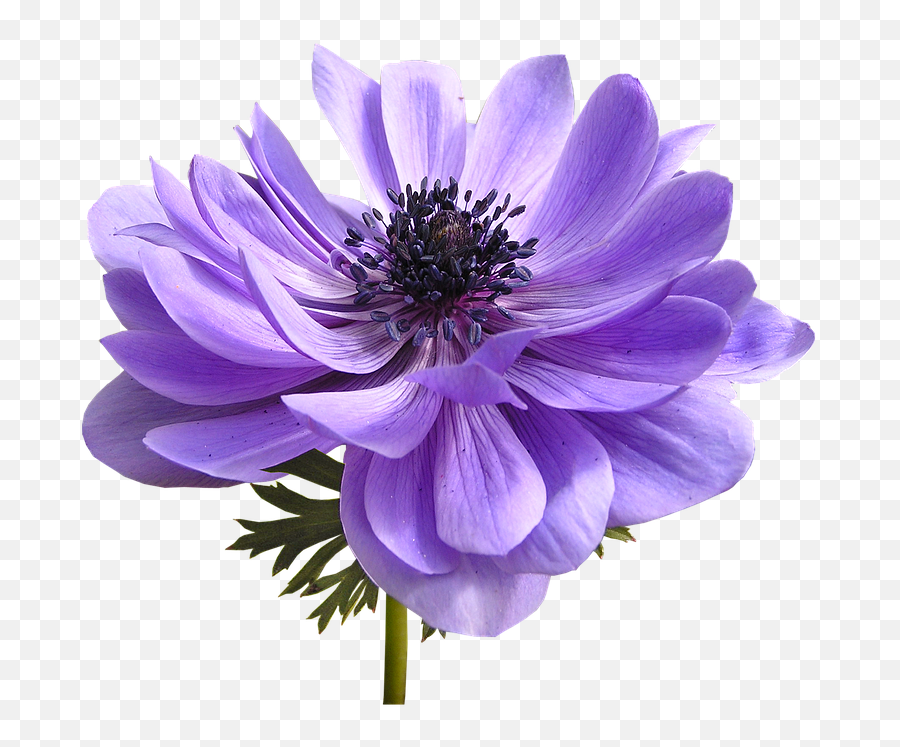 Flower Anemone Cut Out Png