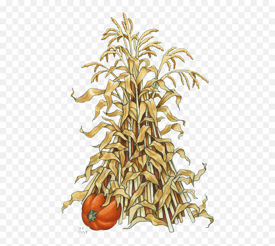 Corn Stalk Png Painting Image - Cartoon Fall Corn Stalk,Corn Stalk Png