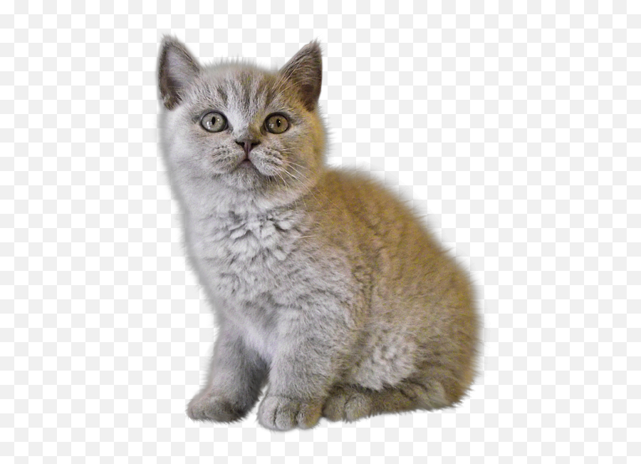 Kitten Png Image Free Download Picture - Sad Kitten Png,Cat Transparent Background