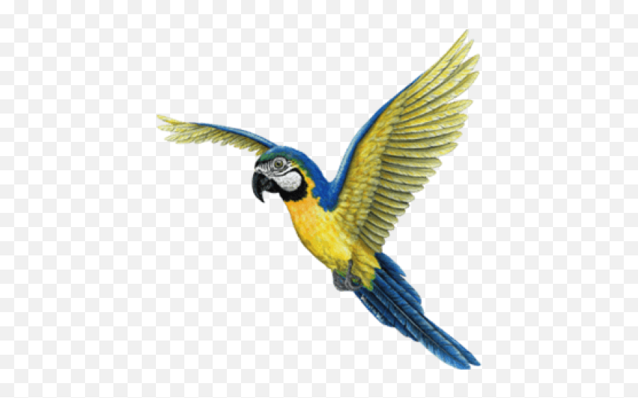 Birds Png67 - Photo 634 Free Transparent Png Images On Tropical Birds Png,Png Image